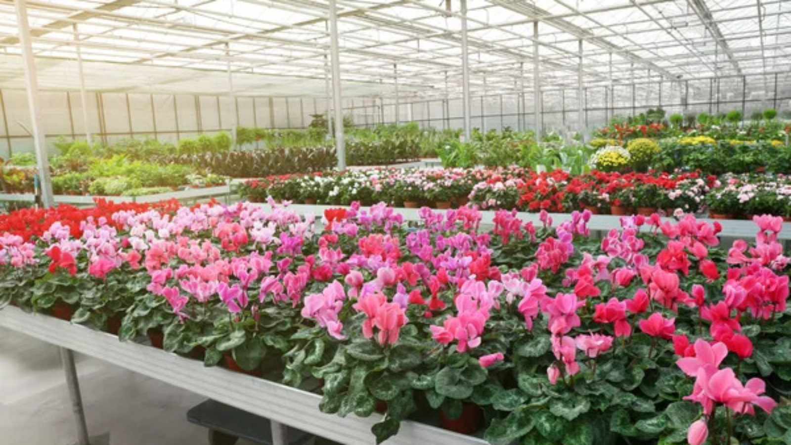 les bienfaits de la brumisation pour l'horticulture