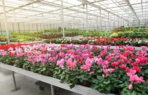 les bienfaits de la brumisation pour l'horticulture