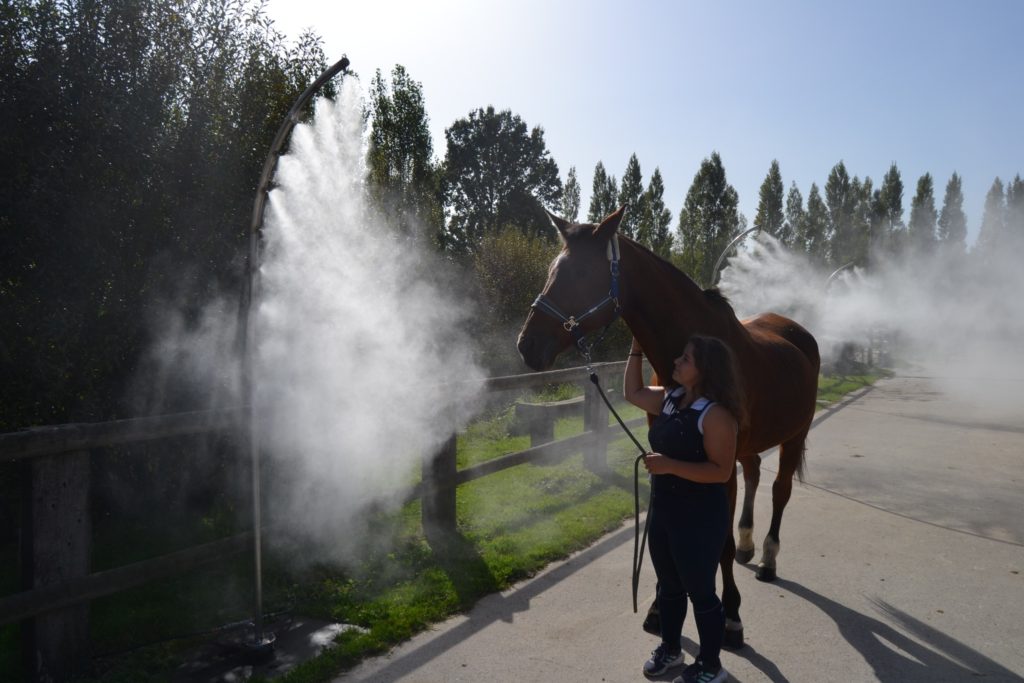 Brumisation pour les chevaux