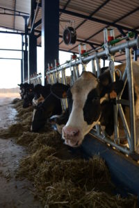 Brumisation pour le bien-être animal face à la chaleur