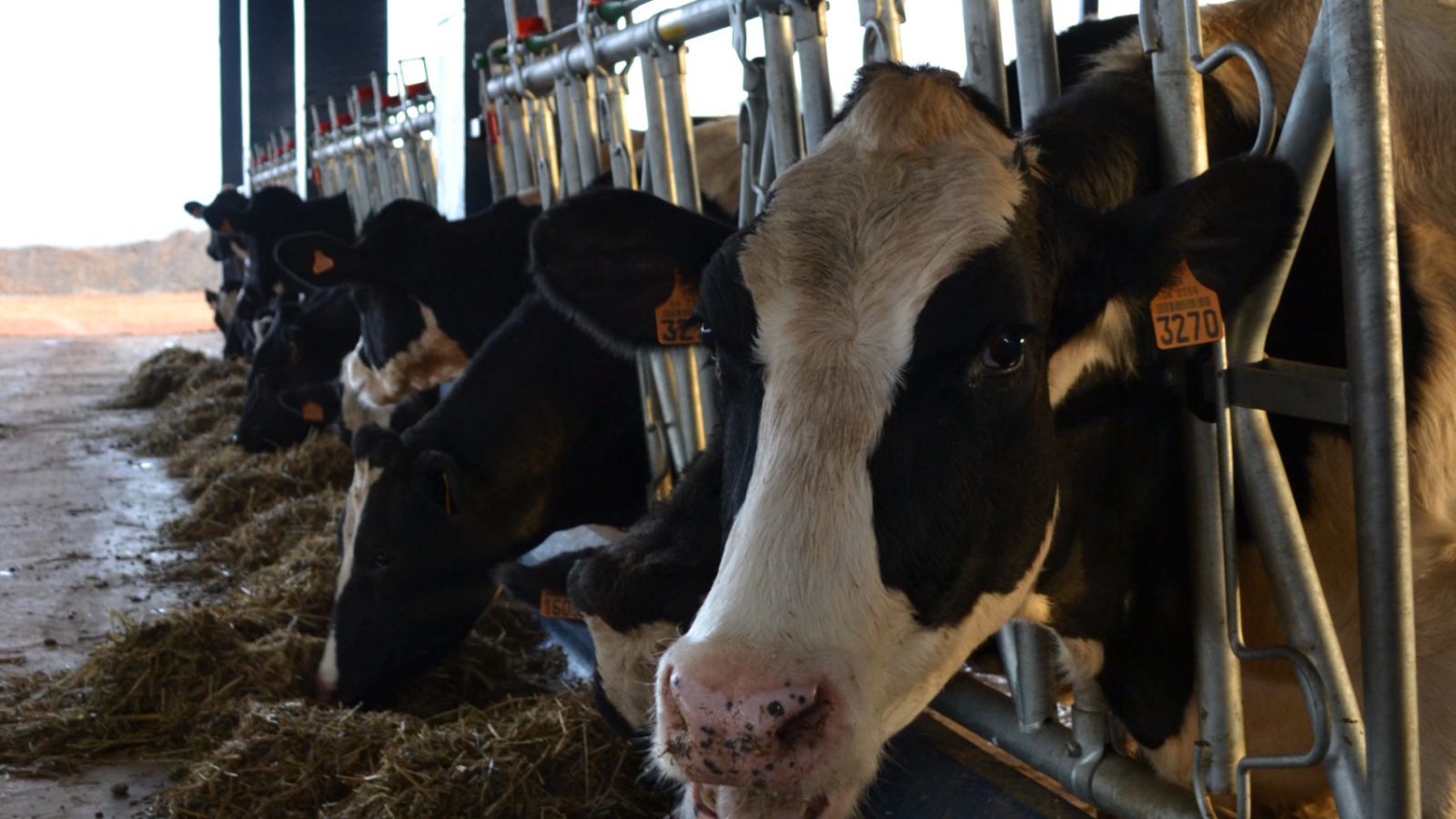 Brumisation pour le bien-être animal face à la chaleur