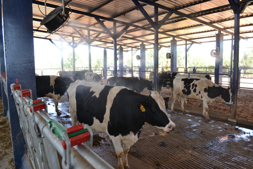 Brumisation pour le bien-être animal face à la chaleur