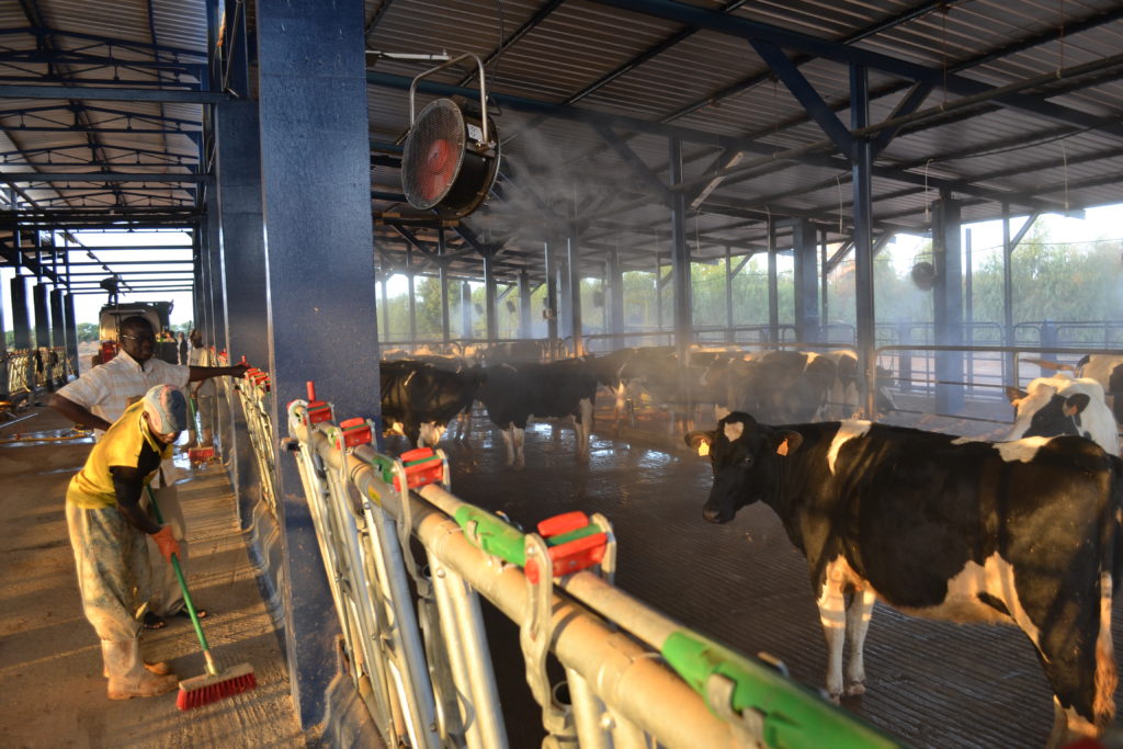 Brumisation pour le bien-être animal face à la chaleur