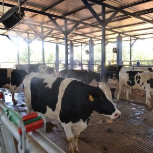 Dutrie sera présent au Sommet de l’Élevage 2025
